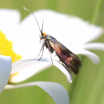 Female Horehound Long-horn Moth 13th June 2022 Copyright: Colin Byford