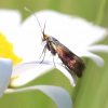 Female Horehound Long-horn Moth 13th June 2022 Copyright: Colin Byford