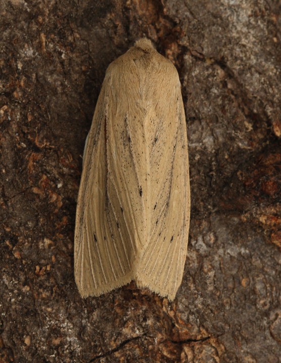 Large wainscot  Rhizedra lutosa 1 Copyright: Graham Ekins