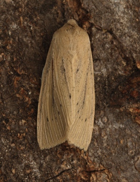 Large wainscot  Rhizedra lutosa 1 Copyright: Graham Ekins