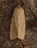 Large wainscot  Rhizedra lutosa 1