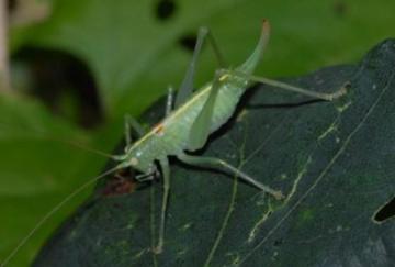 Southern Oak Bush-cricket Copyright: Ted Benton