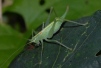 Southern Oak Bush-cricket 