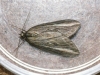 Chesias legatella