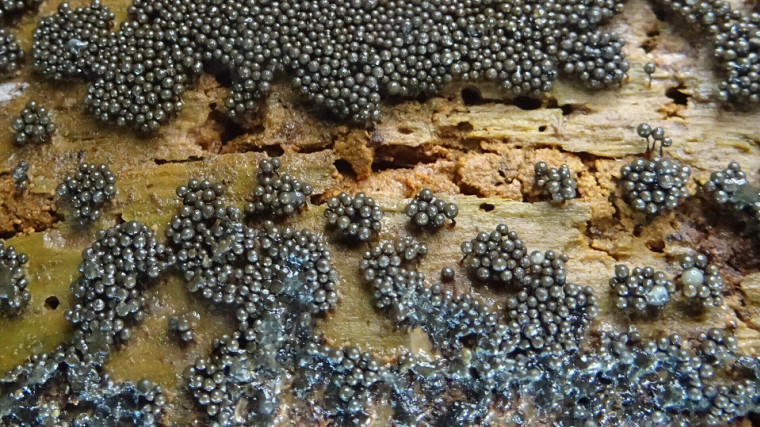 Cribraria argillacea Copyright: Raymond Small