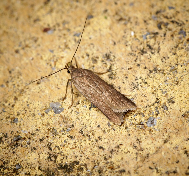 Acompsia cinerella Copyright: Ben Sale