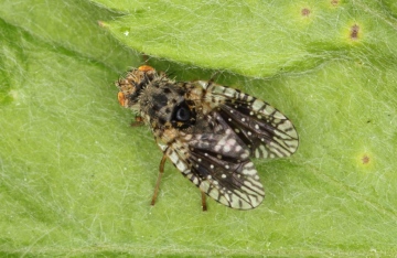 Noeeta pupillata Copyright: Peter Harvey