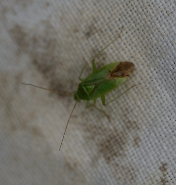 Neolygus contaminatus Copyright: Robert Smith