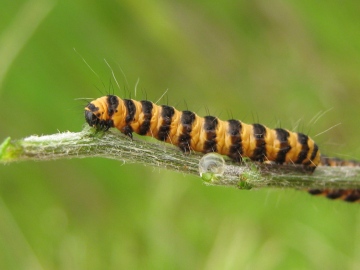 cinnabar larva Copyright: Kim Prowse