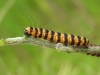 cinnabar larva