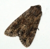 Dusky Brocade 2