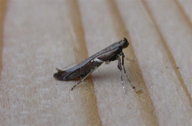 Caloptilia semifascia Copyright: Stephen Rolls