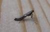 Caloptilia semifascia Copyright: Stephen Rolls