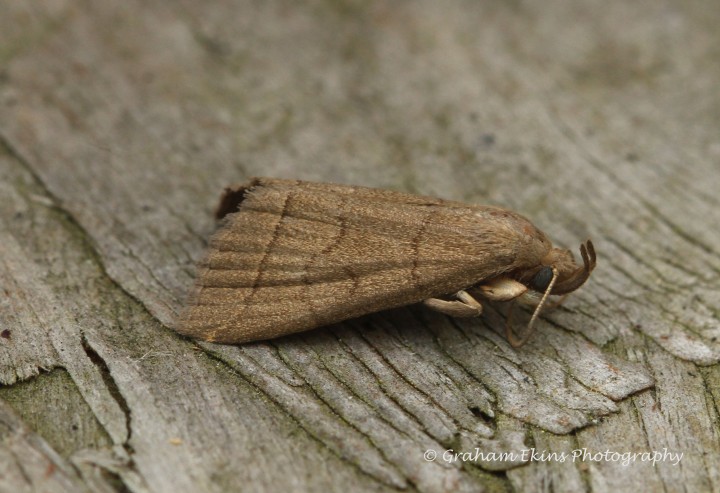 Herminia tarsipennalis  Fan-foot 2 Copyright: Graham Ekins