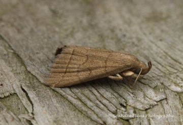 Herminia tarsipennalis  Fan-foot 2 Copyright: Graham Ekins