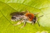 Andrena haemorrhoa Copyright: Peter Harvey