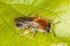 Andrena haemorrhoa