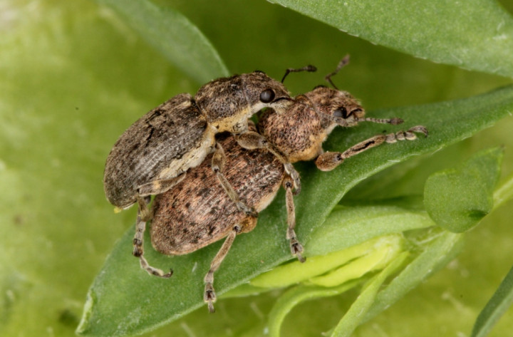 Coelositona cinerascens mating Copyright: Peter Harvey