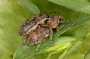 Coelositona cinerascens mating Copyright: Peter Harvey