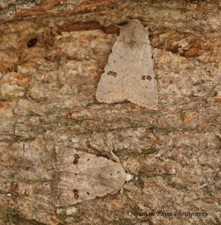 Caradrina kadenii Clancy's Rustic Copyright: Graham Ekins