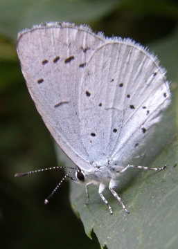 Holly Blue Copyright: Sue Grayston