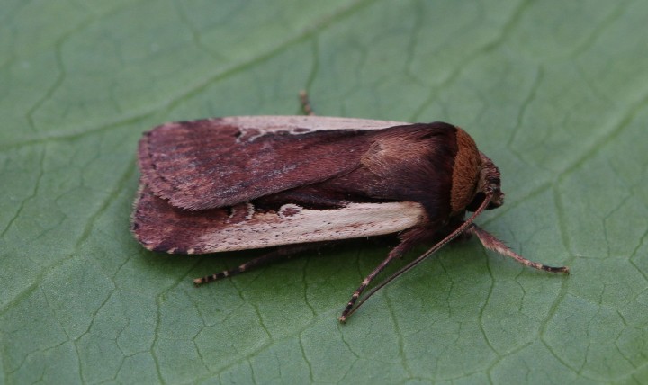 Flame Shoulder  Ochropleura plecta Copyright: Graham Ekins