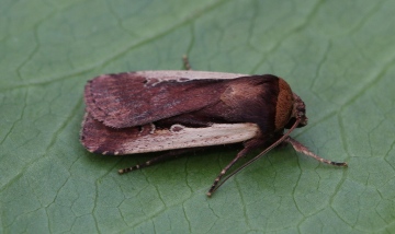 Flame Shoulder  Ochropleura plecta Copyright: Graham Ekins