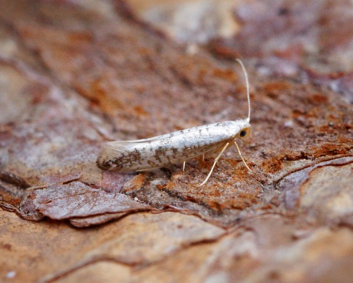 Argyresthia retinella 1 Copyright: Ben Sale