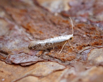 Argyresthia retinella 1 Copyright: Ben Sale