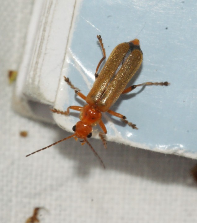 Cantharis cryptica Copyright: Robert Smith