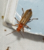 Cantharis cryptica