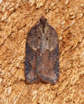 Acleris schalleriana 4 Copyright: Ben Sale