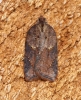 Acleris schalleriana 4 Copyright: Ben Sale