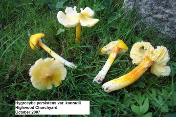 Hygrocybe persisten var. konradii Copyright: Graham Smith