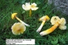 Hygrocybe persisten var. konradii 