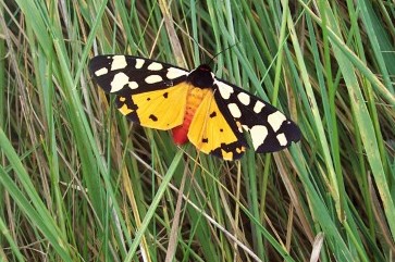 Cream-spot Tiger Copyright: Graham Smith