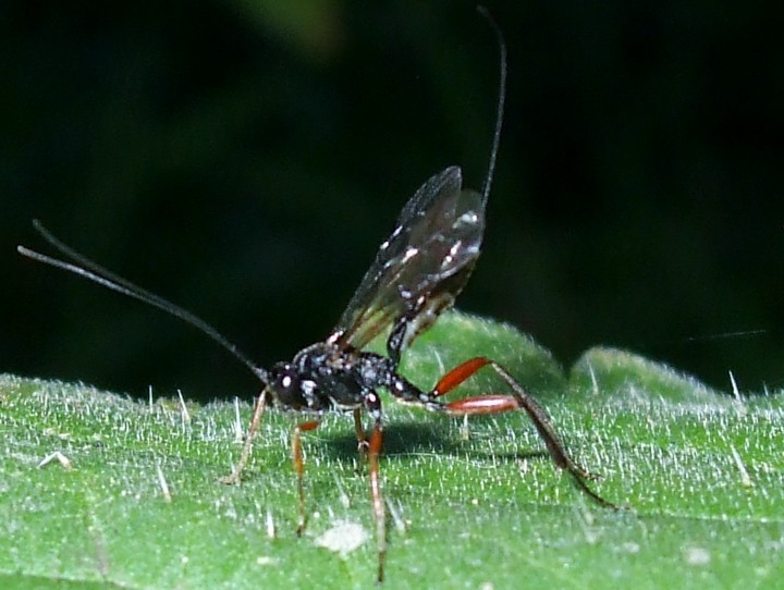 Ichneumon Wasp Copyright: Fiona Hutchings