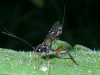 Ichneumon Wasp 