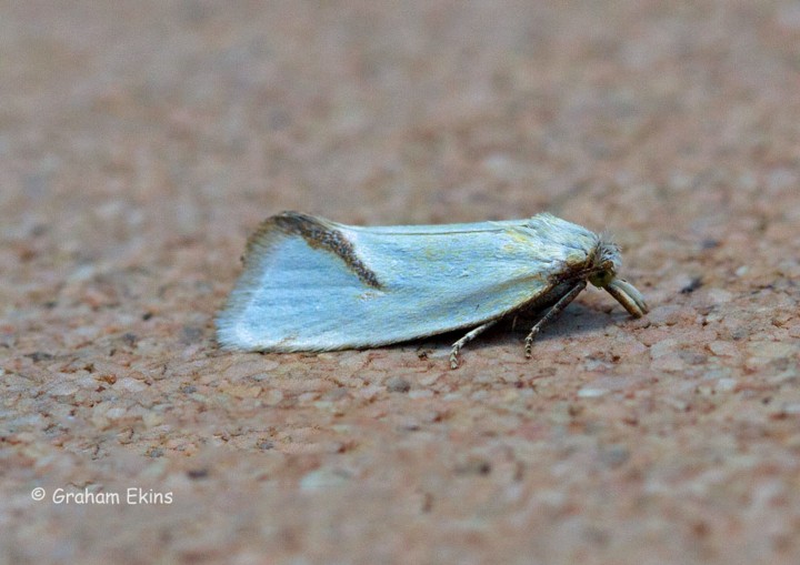 Agapeta hamana 6 Copyright: Graham Ekins