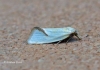 Agapeta hamana 6