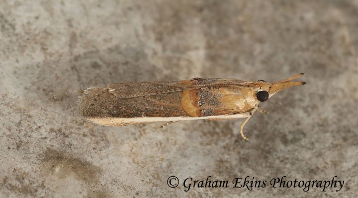 Etiella zinckenella 4 Copyright: Graham Ekins