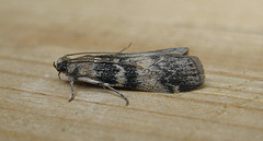 Euzophera pinguis Copyright: Stephen Rolls