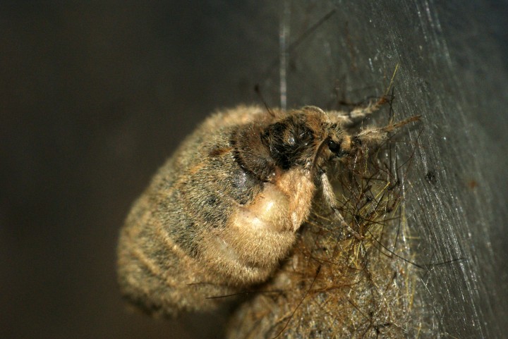 Vapourer Moth Female Copyright: Ben Sale