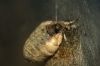Vapourer Moth Female 