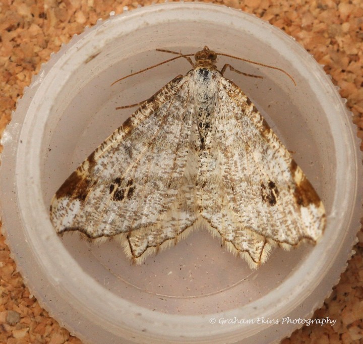 Peacock Macaria notata Copyright: Graham Ekins