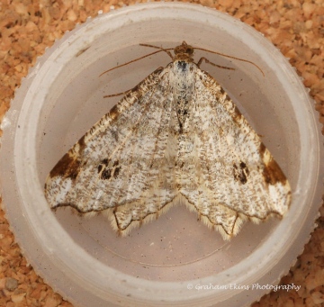 Peacock Macaria notata Copyright: Graham Ekins