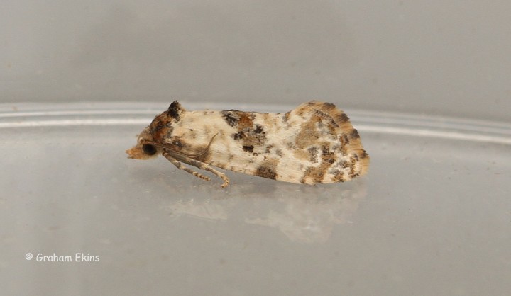 Cochylis molliculana 3 Copyright: Graham Ekins