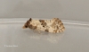 Cochylis molliculana 3