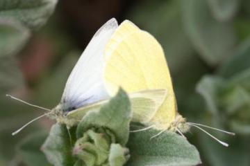 Pieris rapae