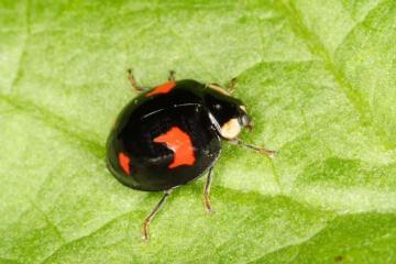 Harmonia axyridis Copyright: Peter Harvey